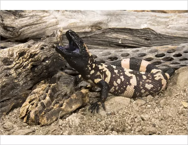 Gila Monster, Heloderma suspectum, posed with mouth open and a venomous bite. SW USA