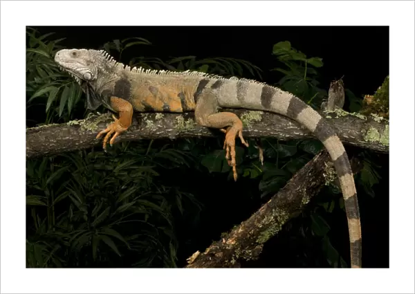 A large Green Tree Iguana, Iguana iguana, rests on a tree branch. Costa Rica, Controlled
