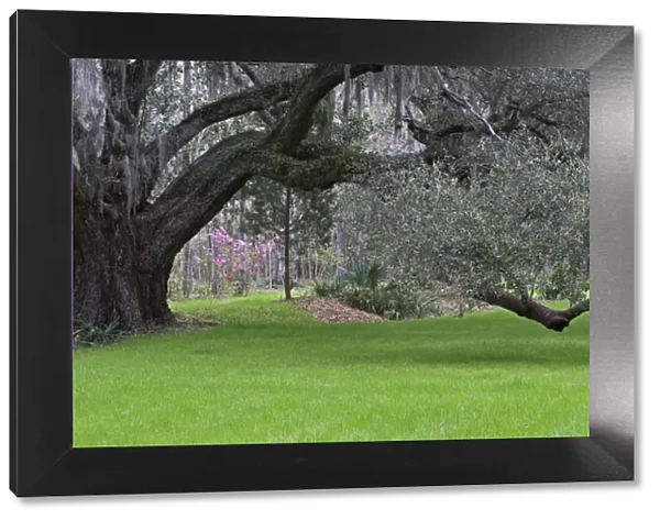 Live oak, Magnolia Plantation, Charleston, South Carolina