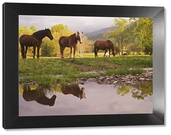 Horses reflected in small stream, Cades Cove, Great Smoky Mountains N. P. TN