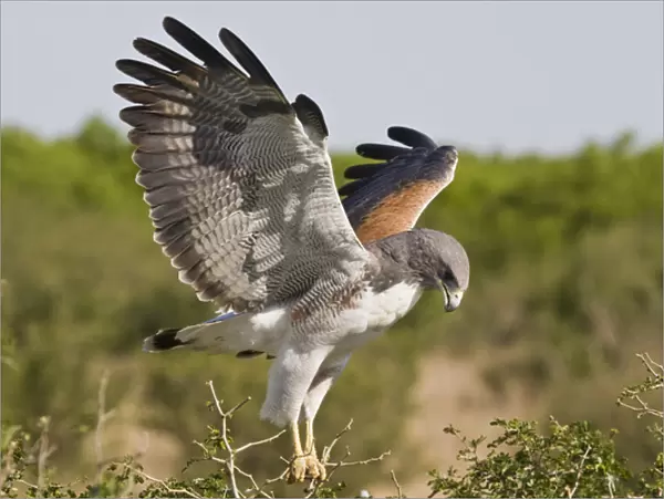 white-tailed Hawk, Buteo albicaudatus, adult landing at nest, Texas, USA, grasslands