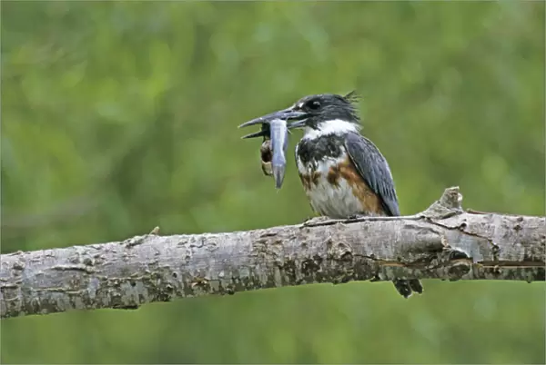 Belted Kingfisher, Megaceryle alcyon, young with Catfish, Starr County, Rio Grande Valley