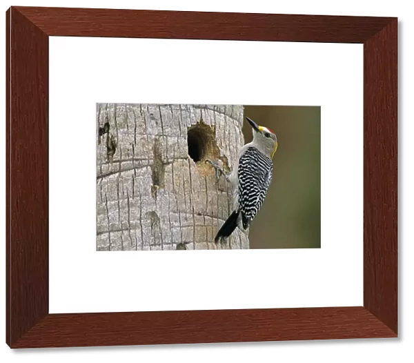 Golden-fronted Woodpecker, Melanerpes aurifrons, male at nesting cavity in palm tree