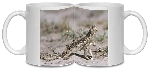 Texas Horned Lizard, Phrynosoma cornutum, adult, Starr County, Rio Grande Valley
