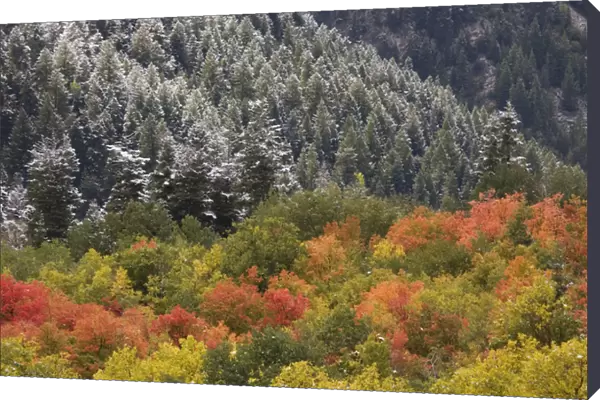 USA, Utah, Little Cottonwood Canyon. Autumn snowfall decorates spruce-covered mountainsides