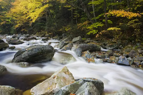 Roaring Brook in fall in Vermonts Green Mountains. Green Mountain National Forest