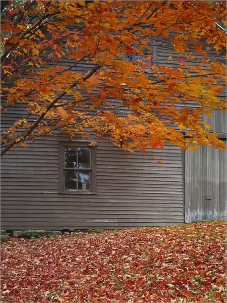 USA, Vermont, Barn and maple tree in autumn