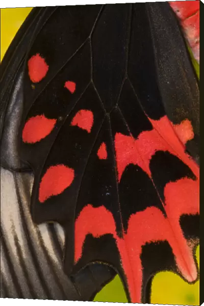 Sammamish Washington Tropical Butterflies photograph of Atrophaneura semperi the