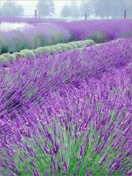 NA, USA, Washington, Lavender Field, Sequim