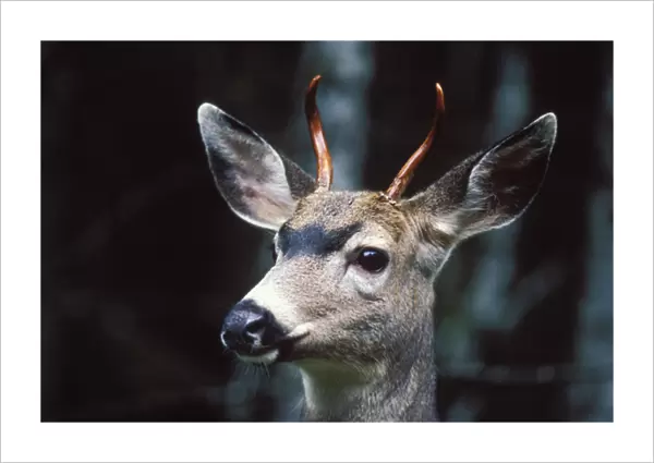 black-tailed deer, Odocoileus hemionus, profile of a young buck in Olympic National Park