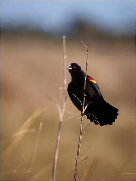 red-winged black bird, Agelaius phoeniceus, calling from a tail reed, Washington