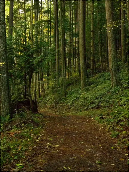 North America, USA, WA, Fidalgo Island, Anacortes Community Forest Lands. Hiking trails through 3