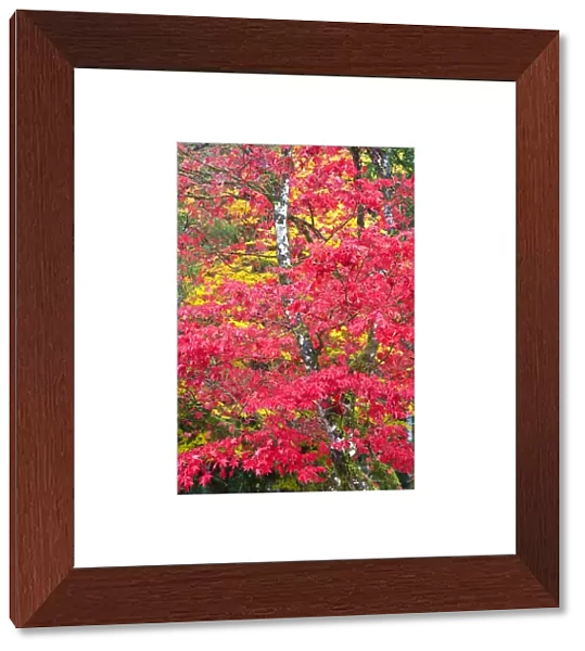 North America, USA, Washington, Newhalem, Autumn Color of the Vine Maples