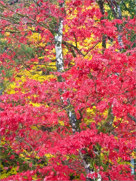 North America, USA, Washington, Newhalem, Autumn Color of the Vine Maples