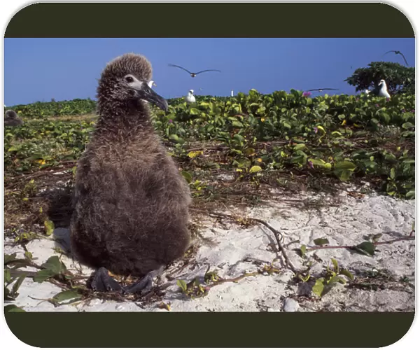 Midway Atoll National Wildlife Refuge, a Laysan Albatross chick (Phoebastria immutabilis)