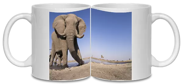 Africa, Botswana, Chobe National Park, African Elephant (Loxodonta africana) drinking