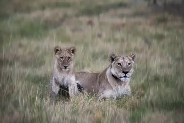 Lioness and cub in grass