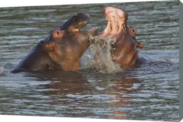 Two hippos fight, their jaws open, water gushing from the moth of one; close up view
