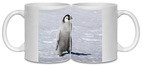Cape Washington, Antarctica. Emporer Penguin Chick