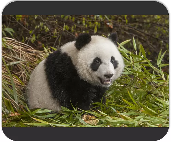 China, Chengdu, Chengdu Panda Base. Close-up of young giant panda