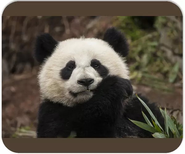 China, Chengdu, Chengdu Panda Base. Close-up of young giant panda