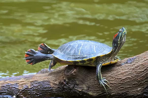 Hong Kong: A painted turtle stretches on a log