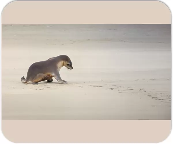 Kangaroo Island, Australia, Sea Lion Pup
