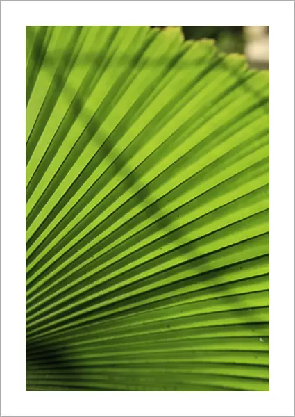 Abstract patterns caused by the sunlight hitting a giant palm leaf in the Cairns Botanic Gardens