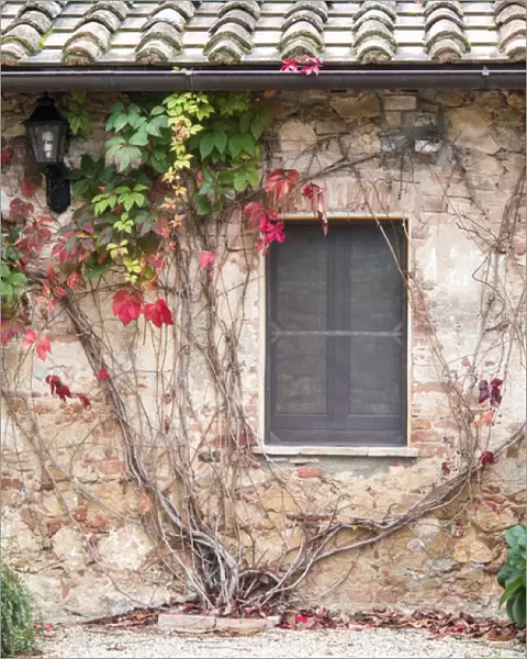 Europe, Italy, Tuscany. Ivy growing on the wall at Sant Anna in Caprena, a former