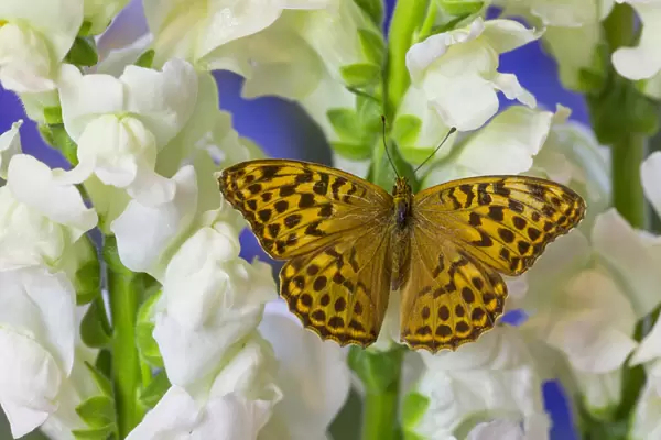 European Silver-washed fritillary Butterfly, Argynnis paphia butleri on Snapdragon Flower
