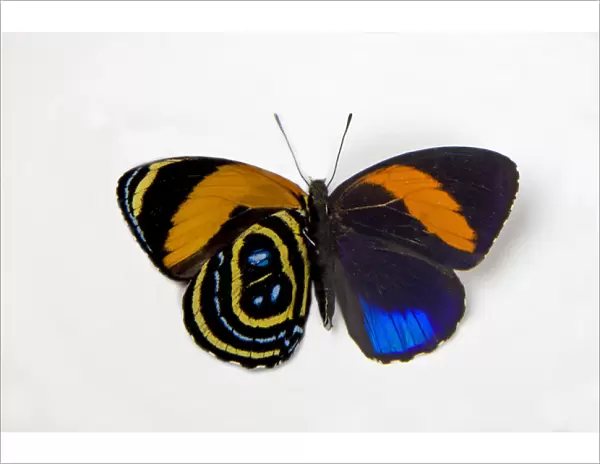 Superb Numberwing Butterfly, Callicore pastazza comparison of the underside and topside