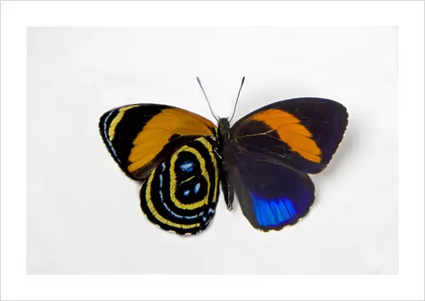 Superb Numberwing Butterfly, Callicore pastazza comparison of the underside and topside