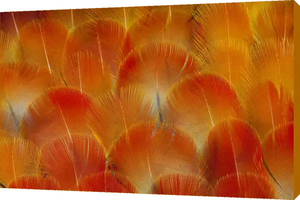 Breast feathers of the Camelot Macaw