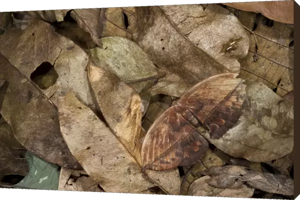 Dead-leaf Moth (Oxytenis sp), Yasuni National Park, Amazon Rainforest, ECUADOR