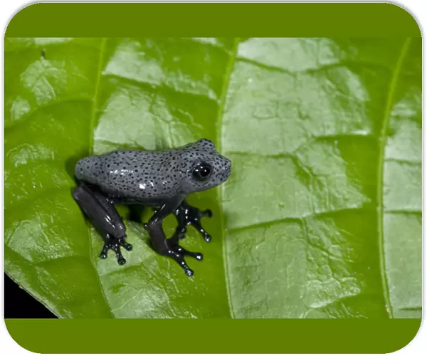 Tree Frog (Hypsiboas geographicus) juvenile, Yasuni National Park, Amazon Rainforest, ECUADOR