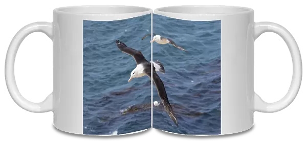 Black-browed Albatross ( Thalassarche melanophris ) or Mollymawk, flight shot. South America
