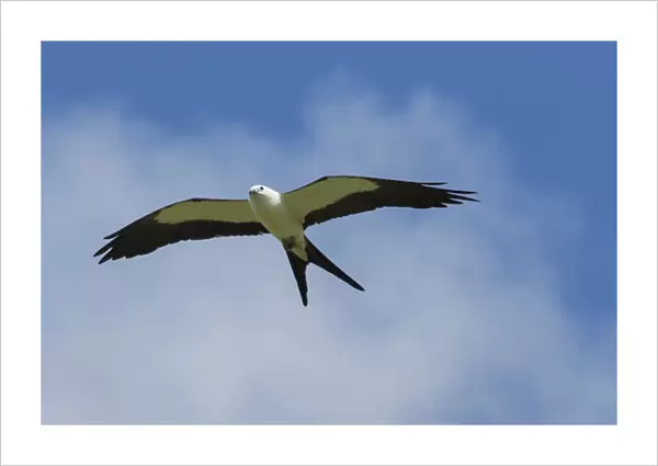 Swallow-tailed kite in flight, Elanoides forficatus, Central Florida, USA