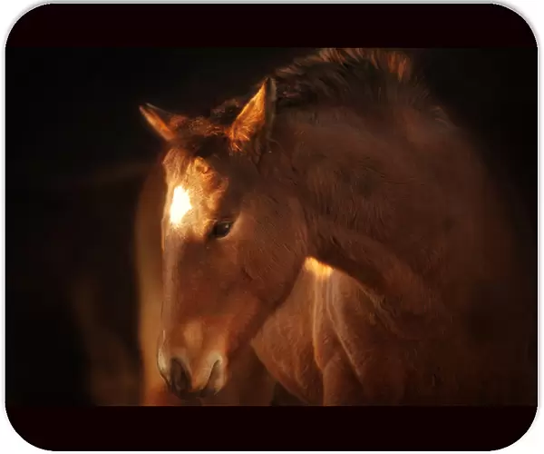 Portrait of brown foal in soft light