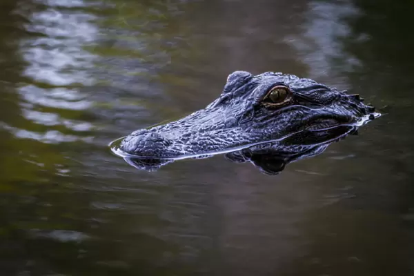 USA, South Carolina, Charleston, Magnolia Plantation. Alligator head on pond surface