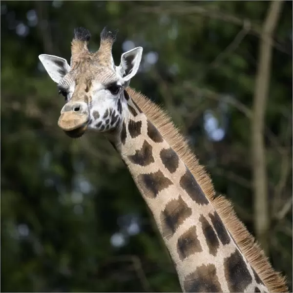 Seattle, Washington. Giraffe (Giraffa camelopardalis) at Woodland Park Zoo