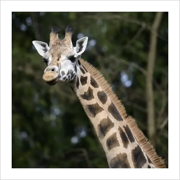 Seattle, Washington. Giraffe (Giraffa camelopardalis) at Woodland Park Zoo