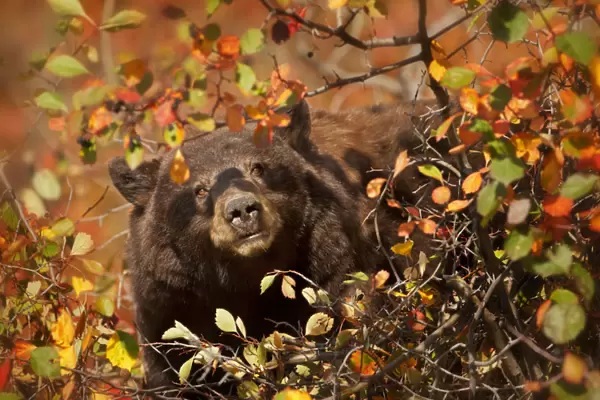 USA, Wyoming, Grand Teton National Park. Black bear foraging for Hawthorne berries