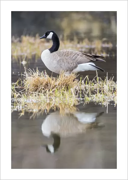 USA, Wyoming, Sublette County, Canada Goose in pond with reflection