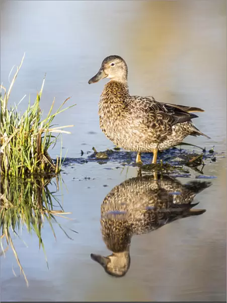 USA, Wyoming, Sublette County, Female Cinnamon Teal standing in pond with reflection