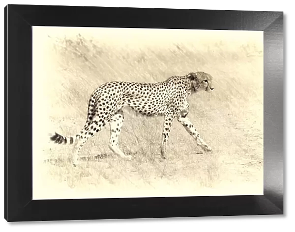 graceful cheetah artistic version walking