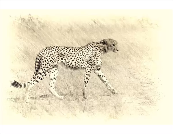 graceful cheetah artistic version walking