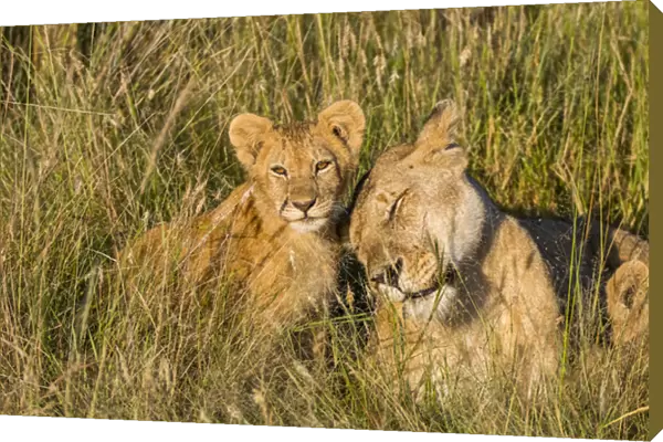 Africa, Kenya, Masai Mara National Reserve. African Lion (Panthera leo) female with cubs