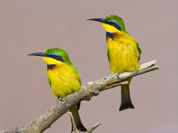 Africa, Kenya. Close-up of two little bee-eater birds on limb