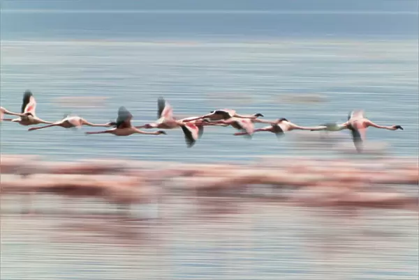 Lesser Flamingoes (Phoenicopterus minor), Lake Nakuru, Kenya