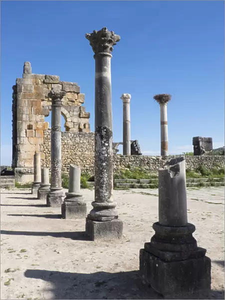 Africa, Morocco. Stone columns and remnants of an arch at the roman ruins of Volubilis